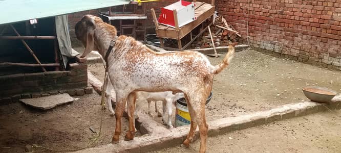 makhicheen bakra for sale 03188305150 call or whatsapp