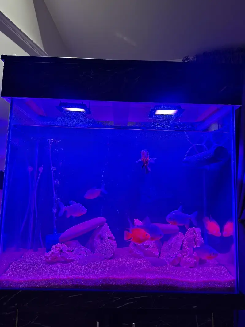 new big aqurium for sale — photo 2