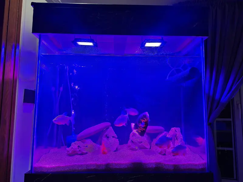 new big aqurium for sale — photo 3