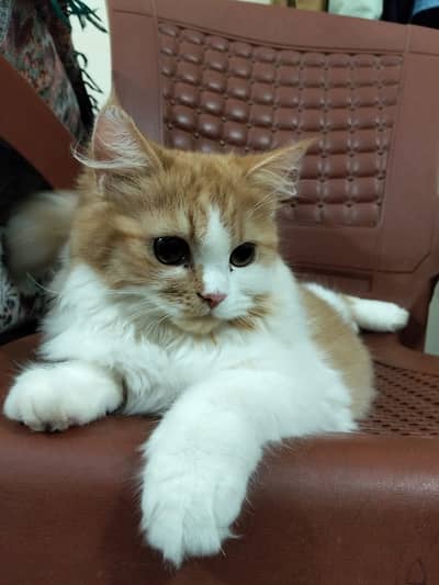 Beautiful Persian Female Cat (Ginger & White) - Fully Vaccinated