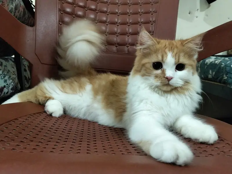 Beautiful Persian Female Cat (Ginger & White) - Fully Vaccinated — photo 2