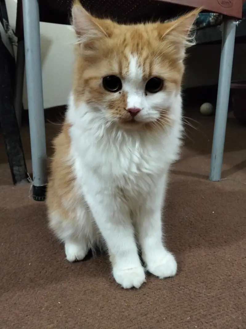 Beautiful Persian Female Cat (Ginger & White) - Fully Vaccinated — photo 3