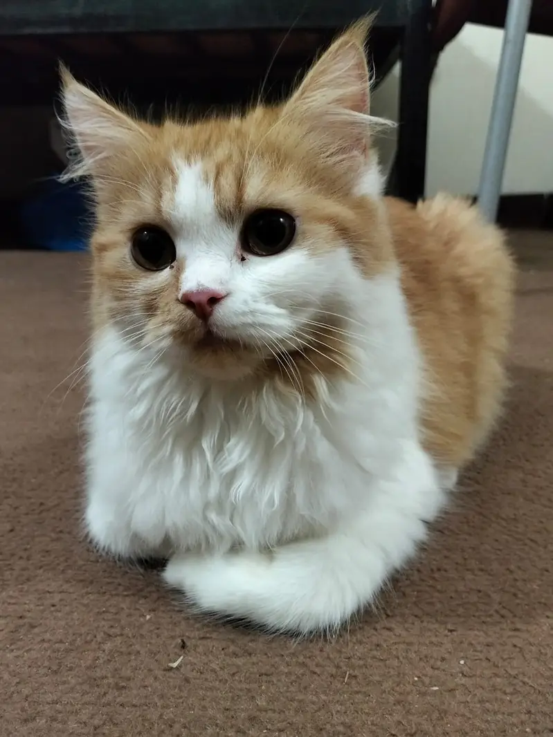 Beautiful Persian Female Cat (Ginger & White) - Fully Vaccinated — photo 4