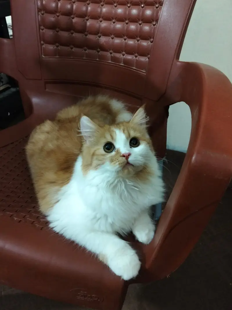 Beautiful Persian Female Cat (Ginger & White) - Fully Vaccinated — photo 6