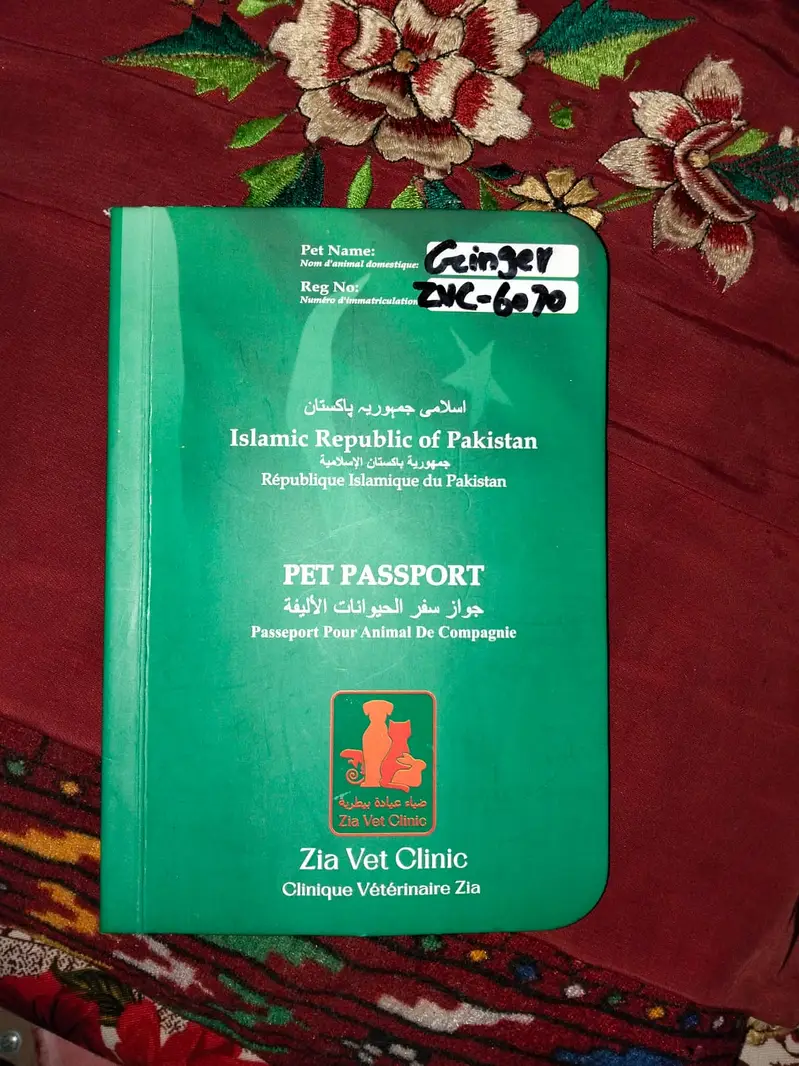 Beautiful Persian Female Cat (Ginger & White) - Fully Vaccinated — photo 9