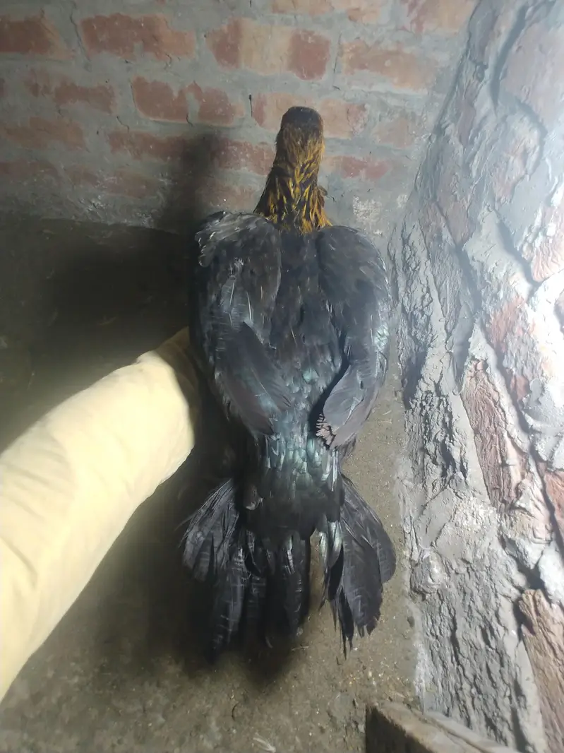 Coin Head Parrot Beak/Indian Parrot Beak/Tamil naddu parrot beak/Aseel — photo 4