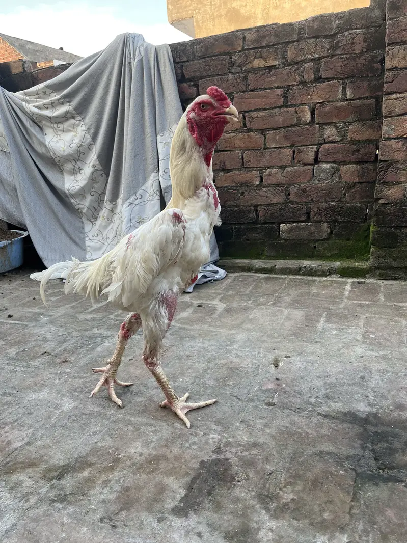 German ohh shamoo long higt healthy and active — photo 2