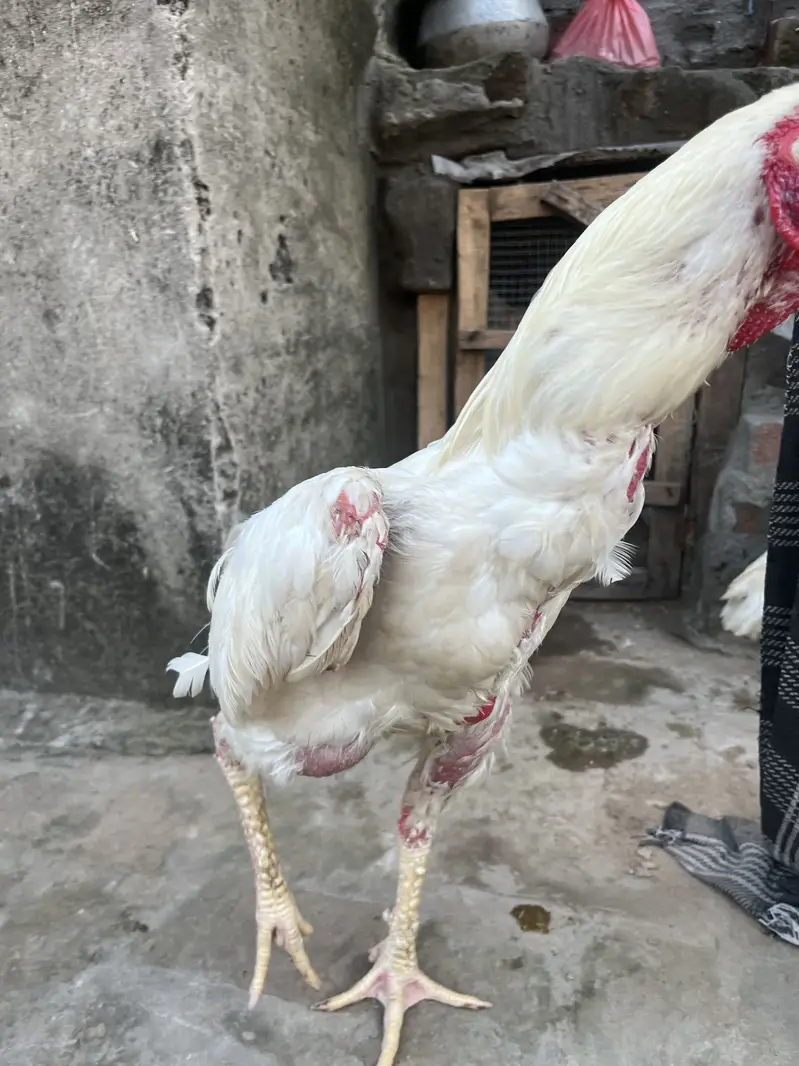 German ohh shamoo long higt healthy and active — photo 3