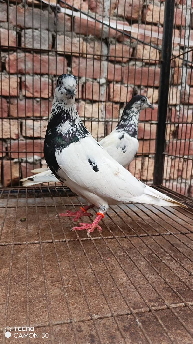 Btera breder pair 1