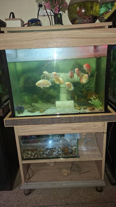 I am sale Oscar fish     9 pice. aquarium available 2 fut by 1 fut