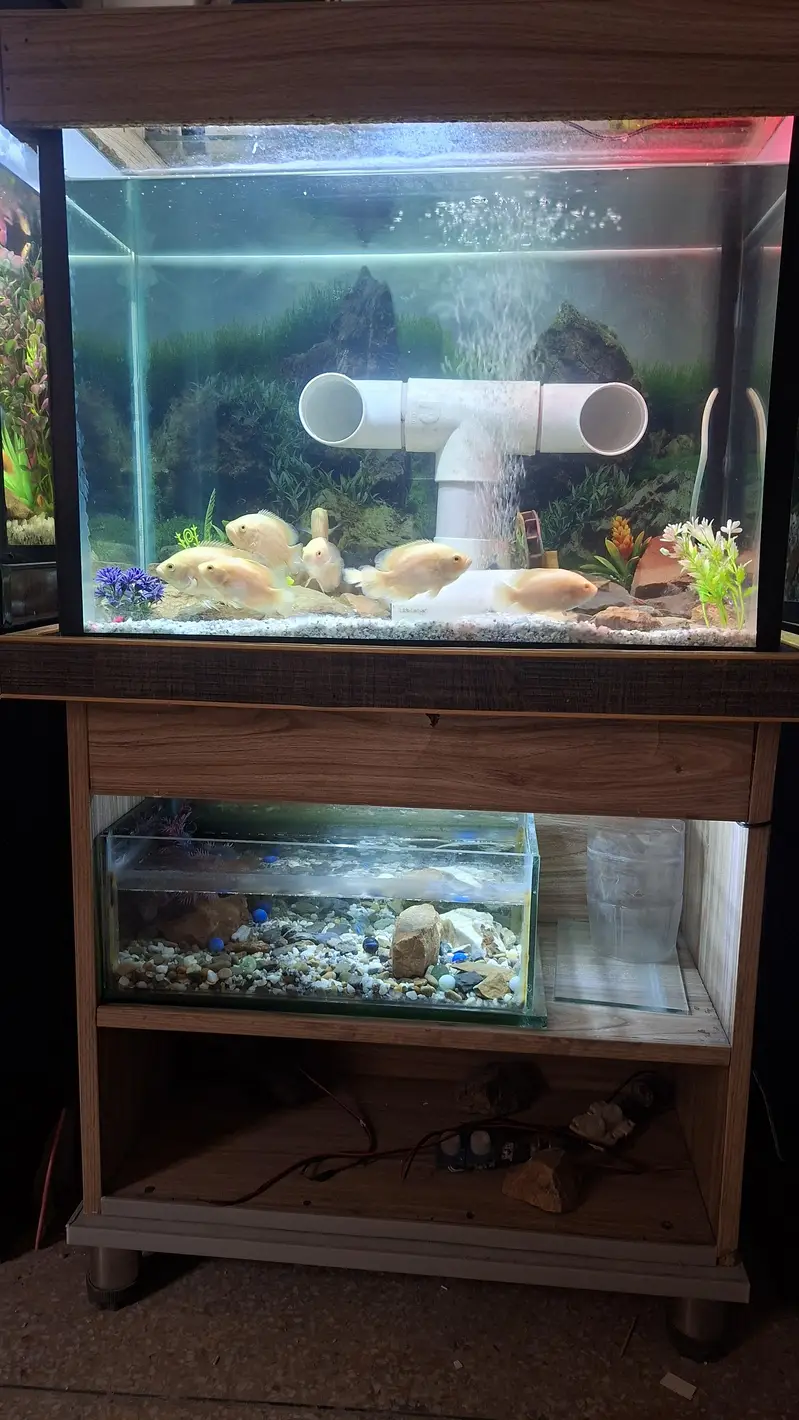 I am sale Oscar fish     9 pice. aquarium available 2 fut by 1 fut — photo 2