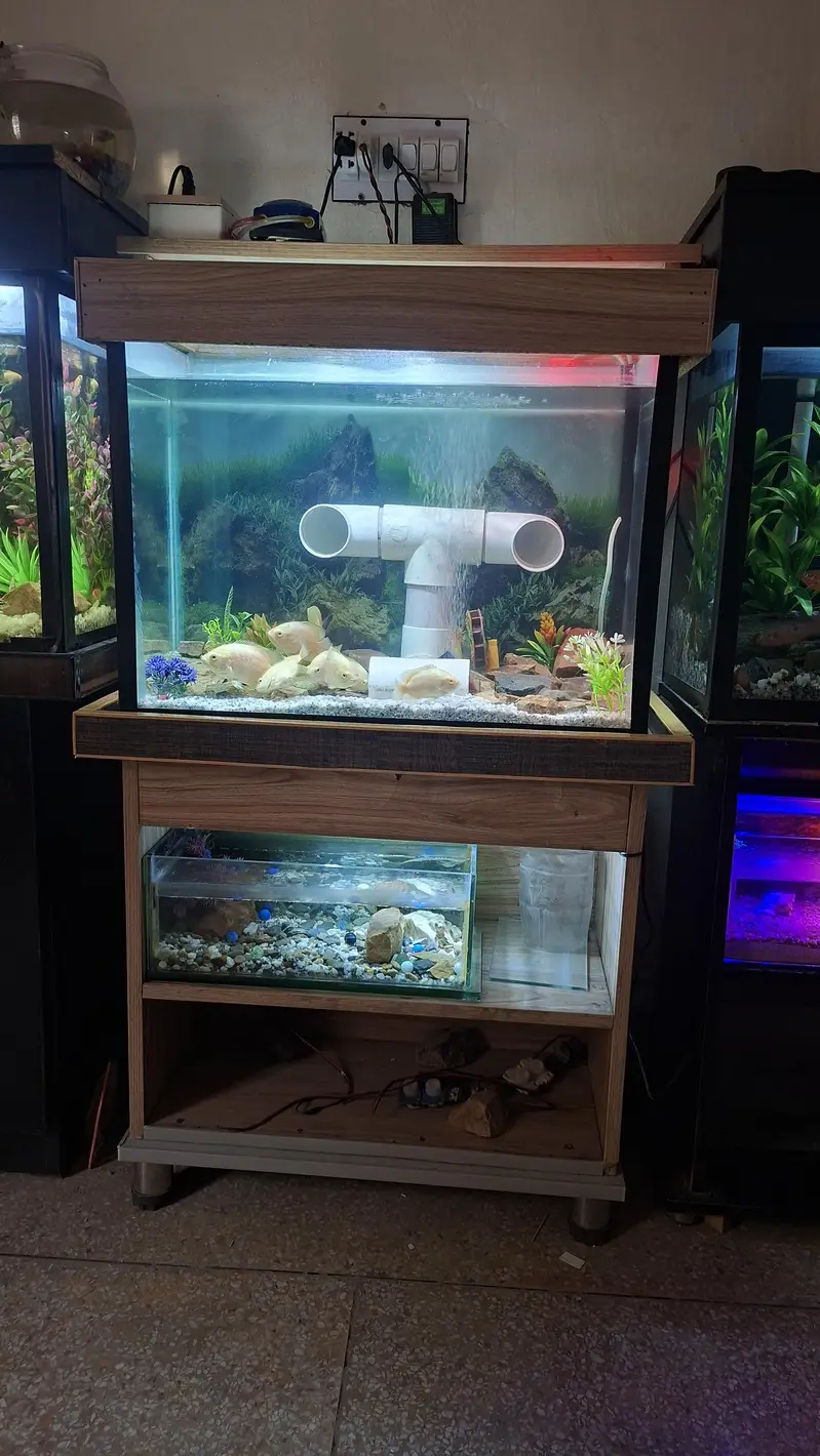 I am sale Oscar fish     9 pice. aquarium available 2 fut by 1 fut — photo 3