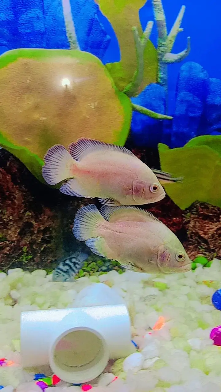 I am sale Oscar fish     9 pice. aquarium available 2 fut by 1 fut — photo 4