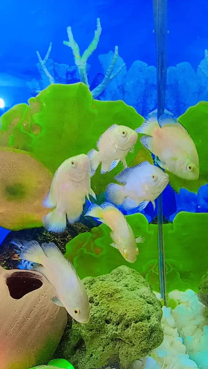 I am sale Oscar fish     9 pice. aquarium available 2 fut by 1 fut — photo 5