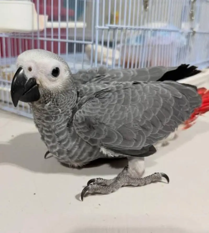 African Grey Parrot checks for sale0346%2738%809 — photo 2