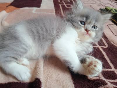 kitten pair for sale