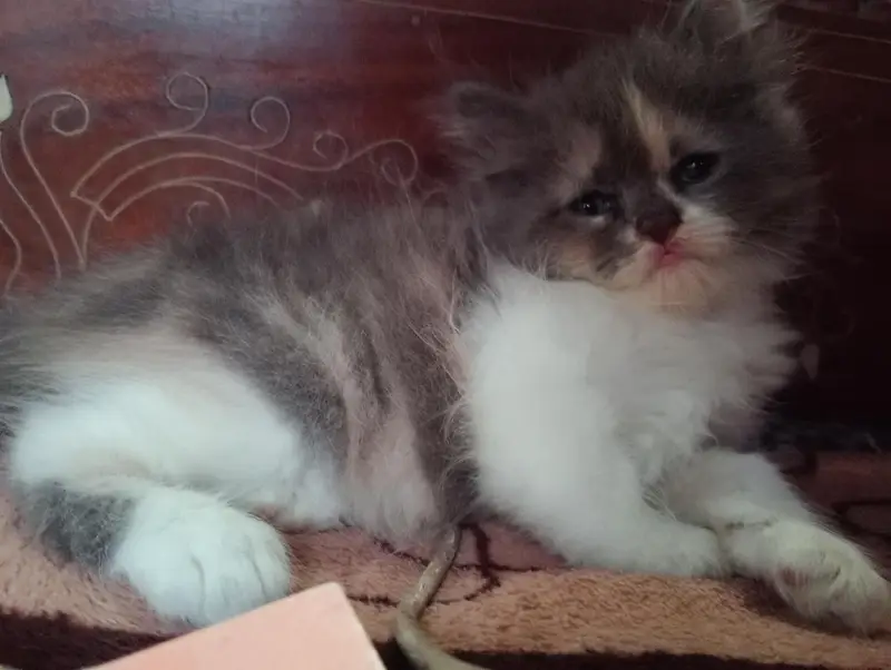 kitten pair for sale — photo 2