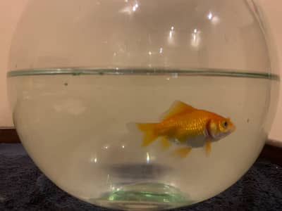 Goldfish Bowl Set for Sale