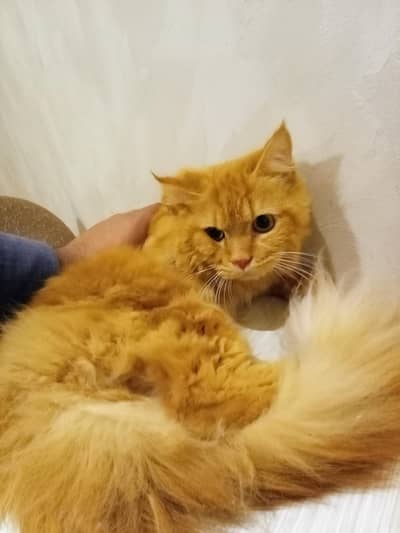 triple coated male pure persian (active)