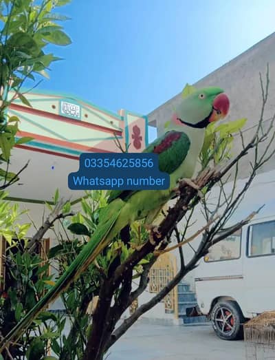 kasmri Raw parrot for 1 years ago active haldi