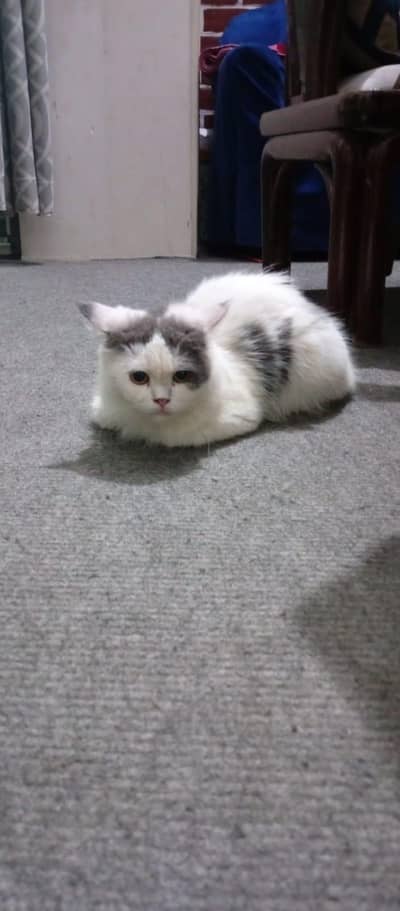 Female Persian Cat