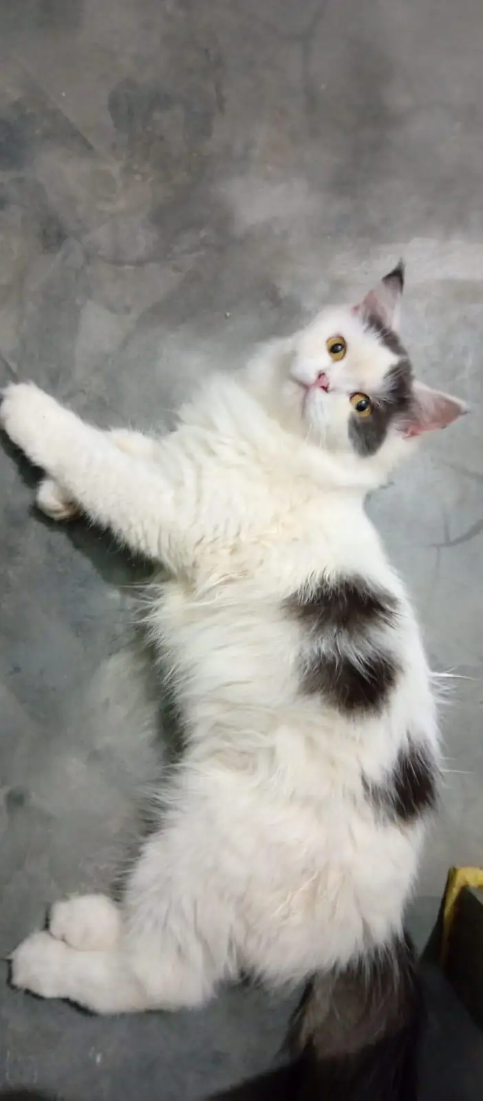 Female Persian Cat — photo 2