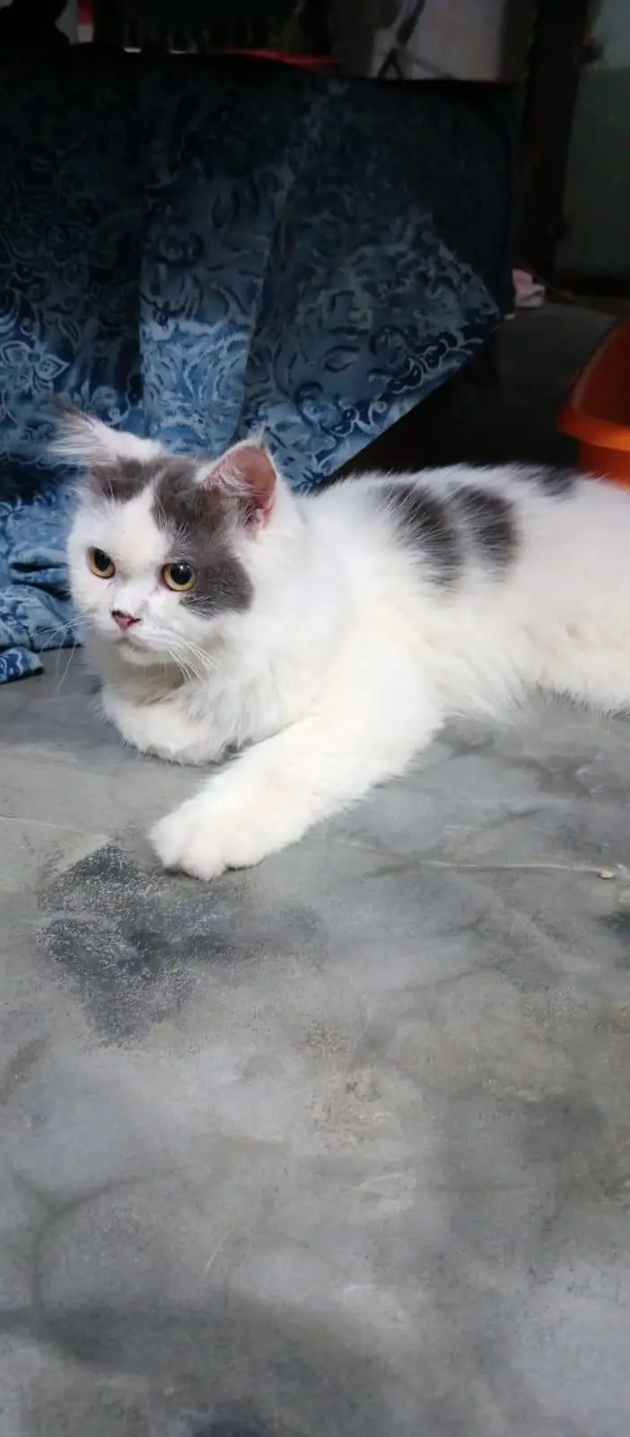 Female Persian Cat — photo 4