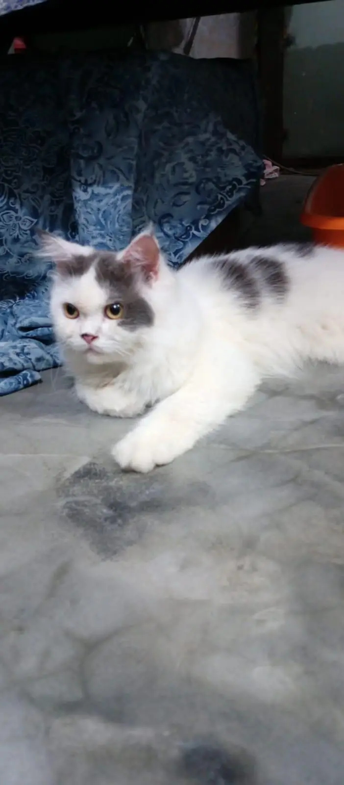 Female Persian Cat — photo 5