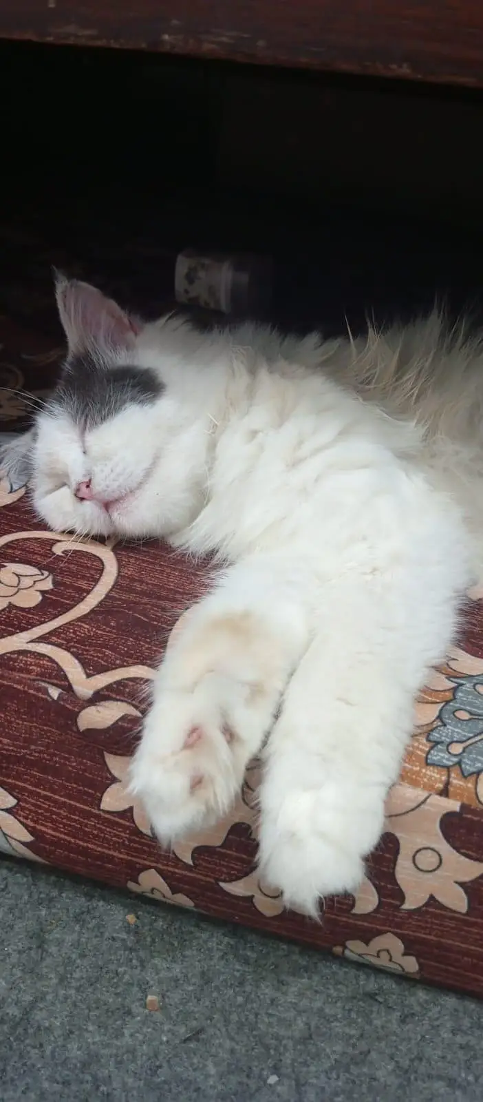 Female Persian Cat — photo 6