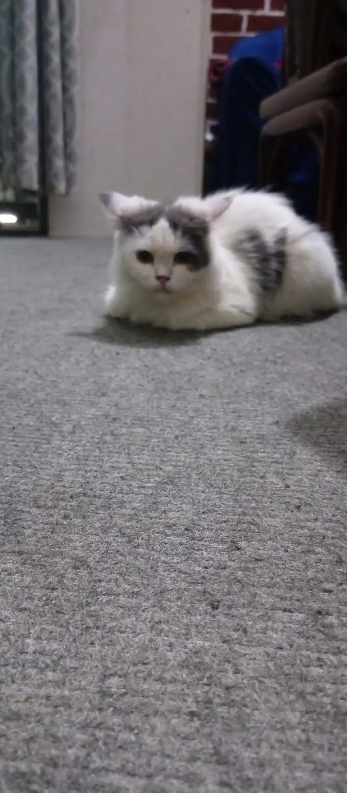 Female Persian Cat — photo 8