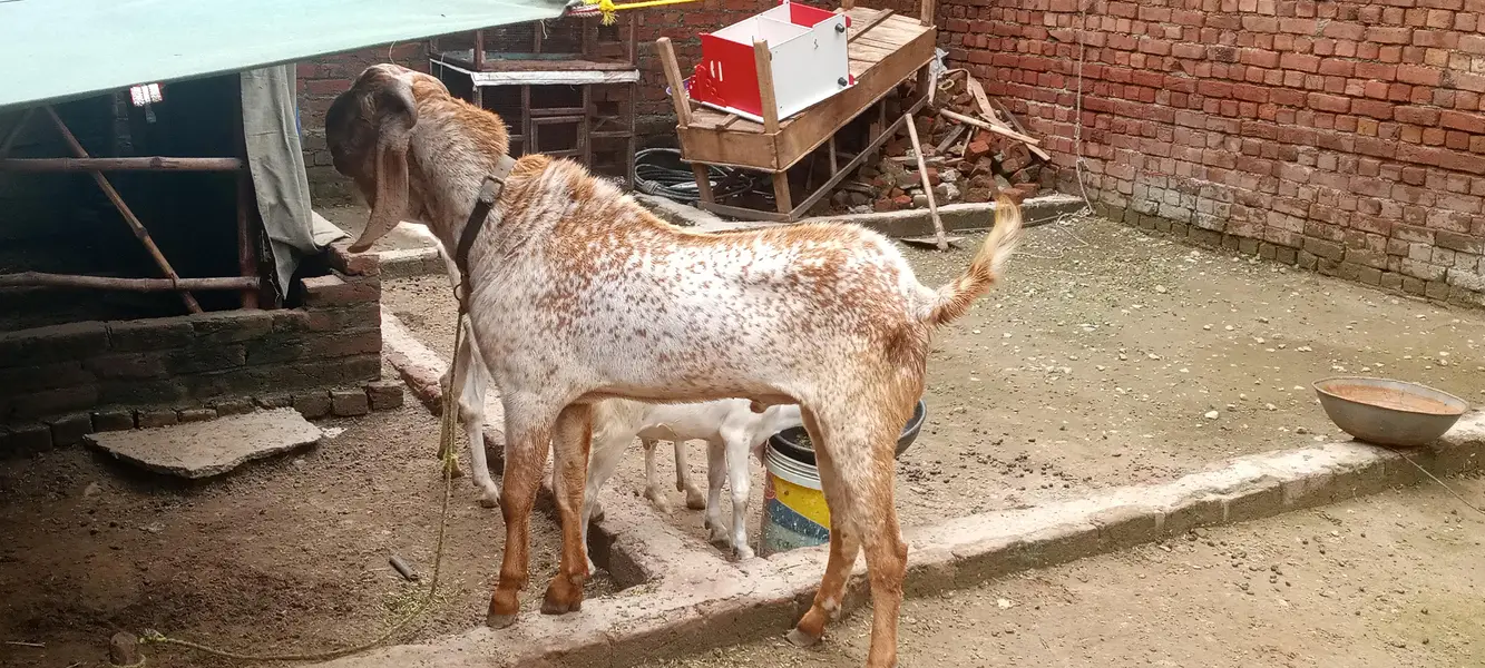 makhicheen bakra for sale 03188305150 call or whatsapp — photo 2