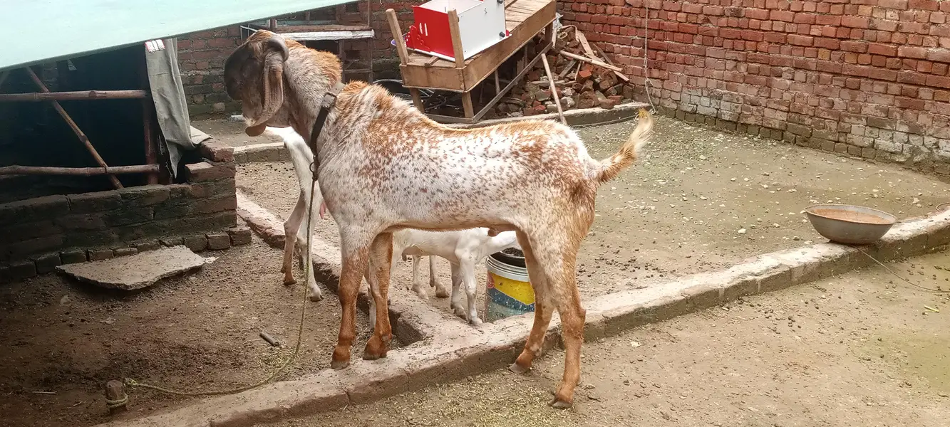 makhicheen bakra for sale 03188305150 call or whatsapp — photo 3