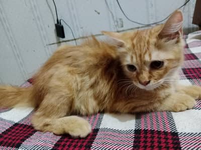 Female Persian kitten