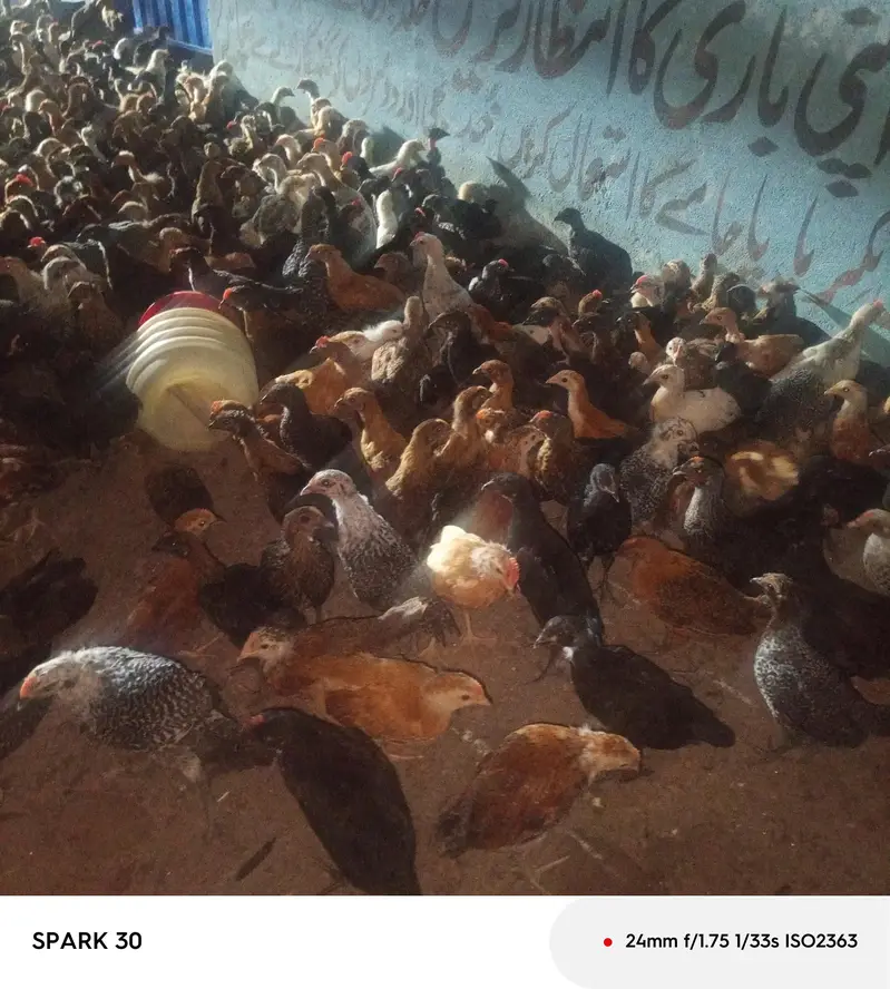 1500 Golden misri chiks — photo 3