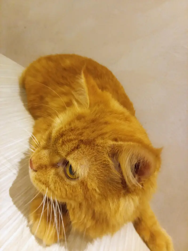 triple coated male pure persian (active) — photo 2