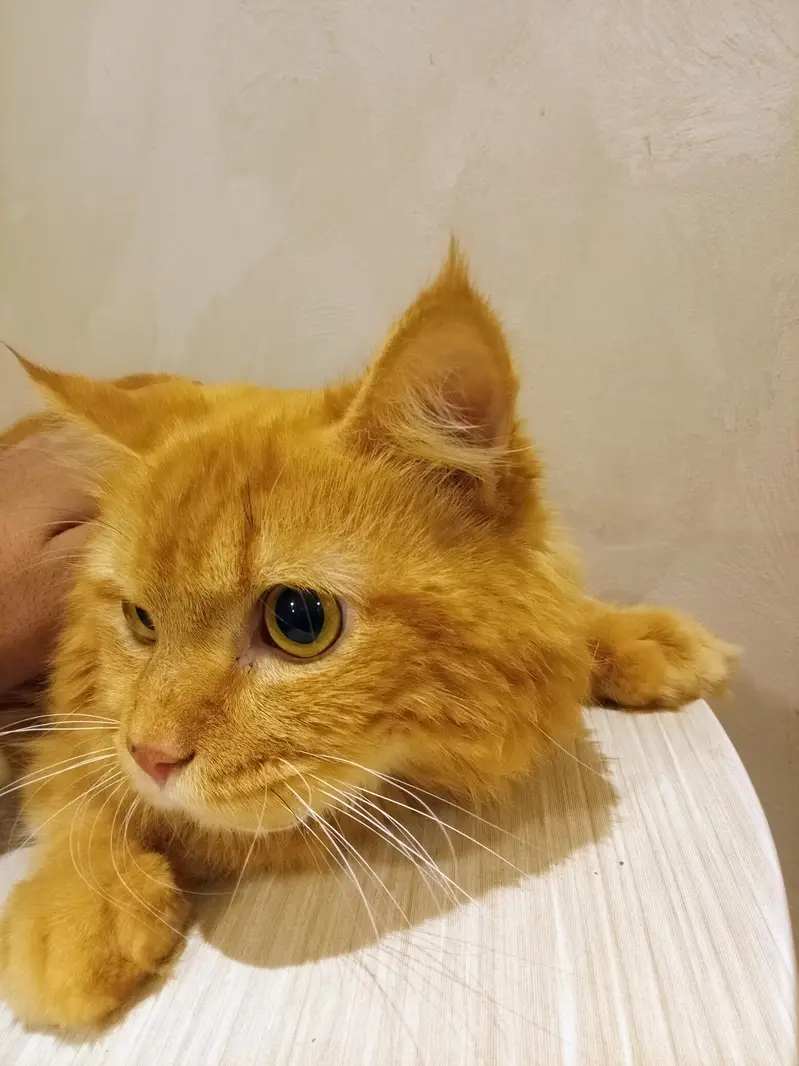 triple coated male pure persian (active) — photo 3