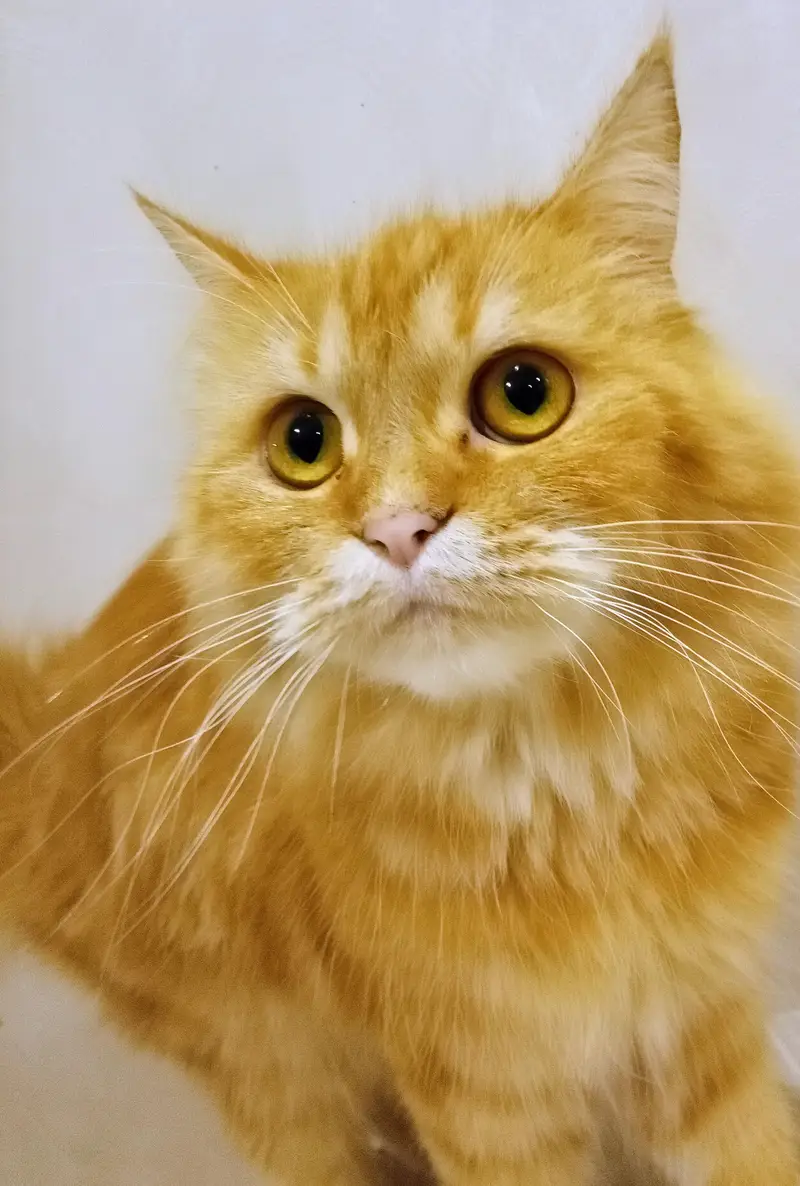triple coated male pure persian (active) — photo 4