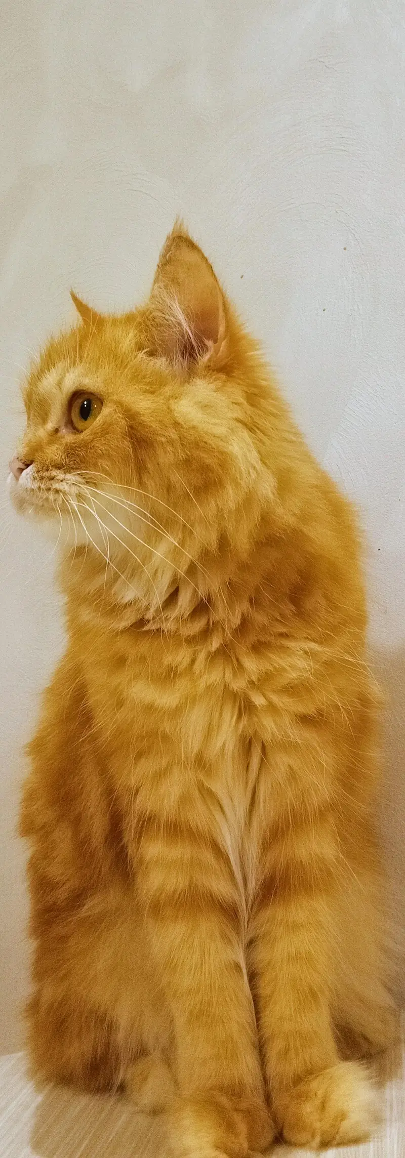 triple coated male pure persian (active) — photo 5