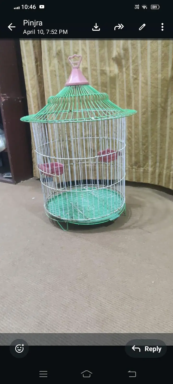 parot — photo 2
