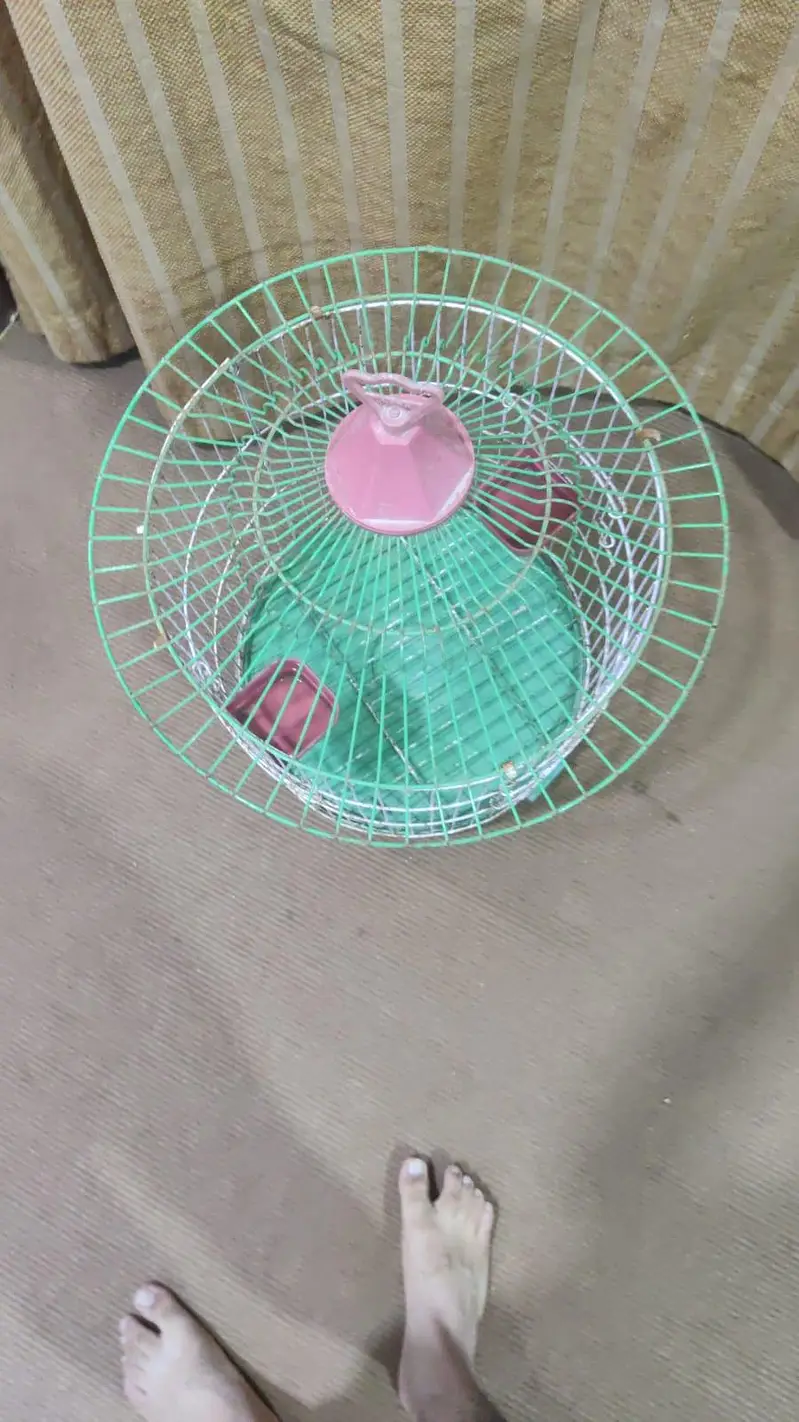 parot — photo 4