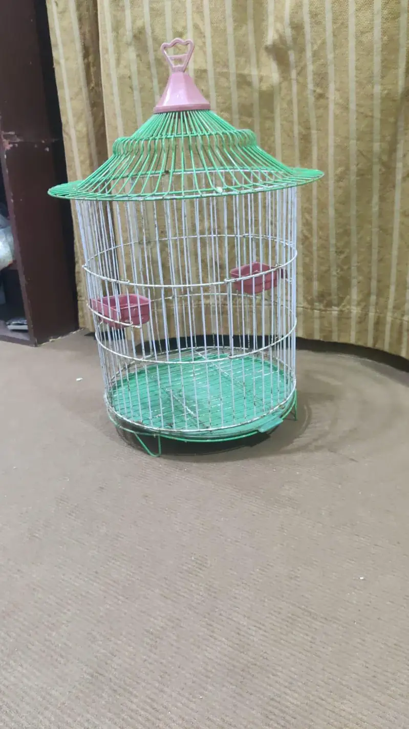parot — photo 6