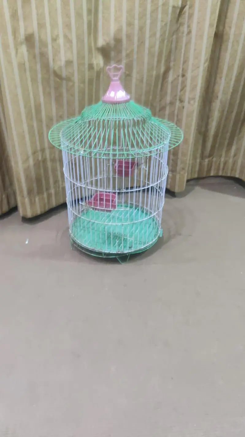 parot — photo 7