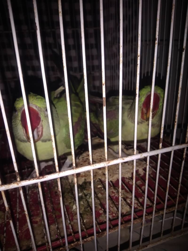 parot 7