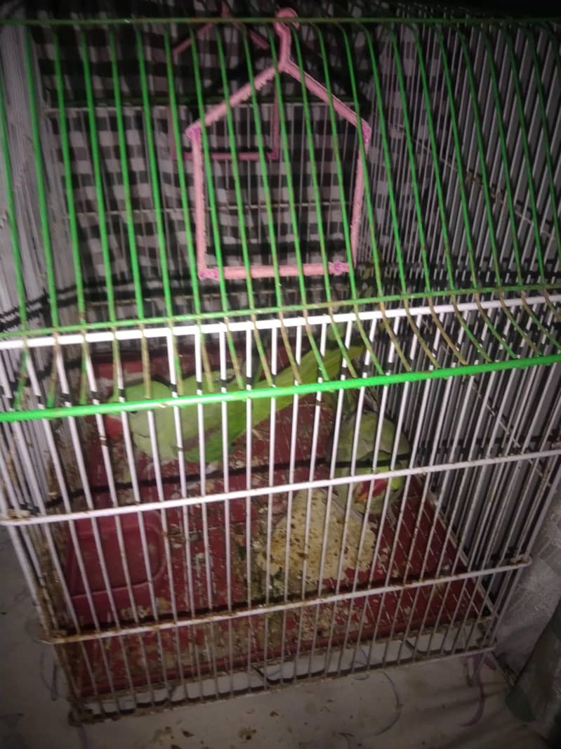 parot 8