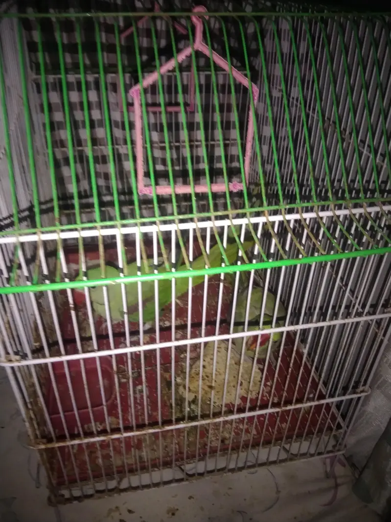 parot — photo 9