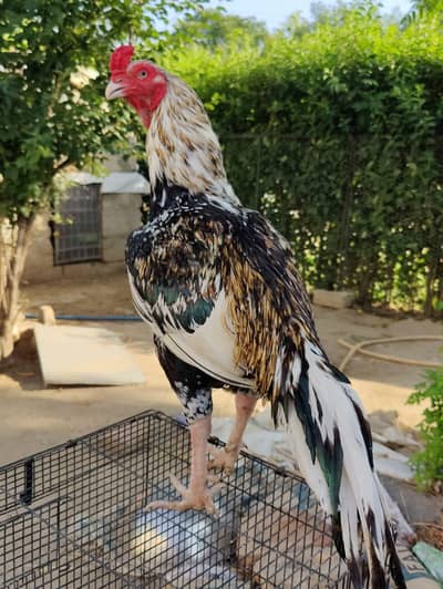 Top quality jawa Lassani Breeder