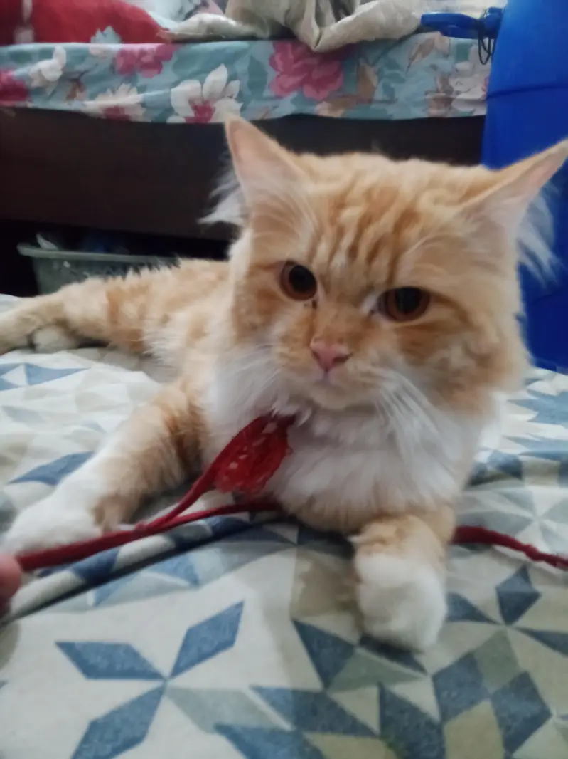 dark golden male persian cat — photo 2