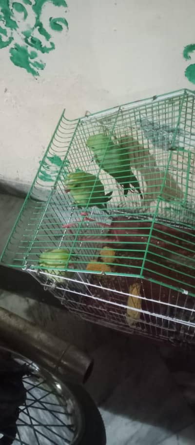 3 pic available adult