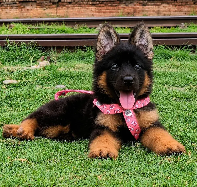 German Shepherd long coat male 2 month for sale — photo 2