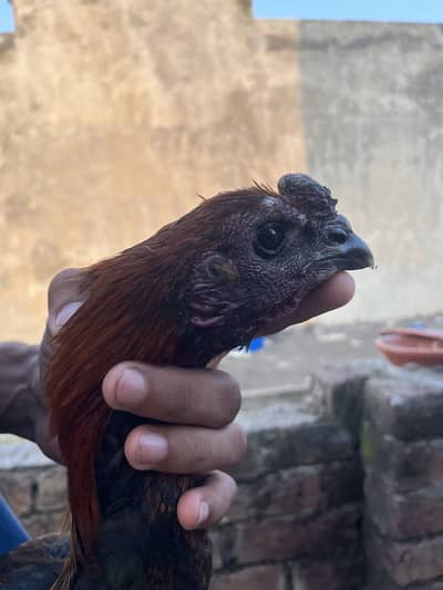 Pure dragon long higt black skin male for sale